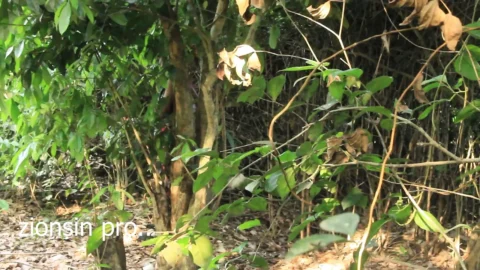 Very Black Man From Uganda Fuck Teen Big Boobs Girl Friend in Their Farmland